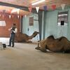 Doug Baum is explaining camels and their differences to the students who attended the Summer Library Program on Wednesday, June 30. Baum brought with him Jadid (left) the camel with one hump and Xi’an, the Bactrian camel with two humps.